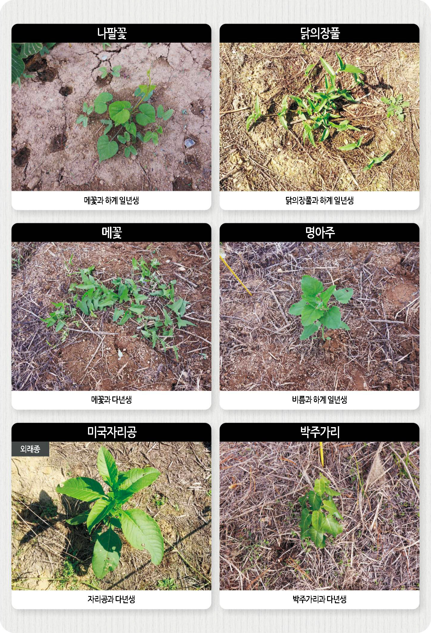 밭·과수원 주요잡초