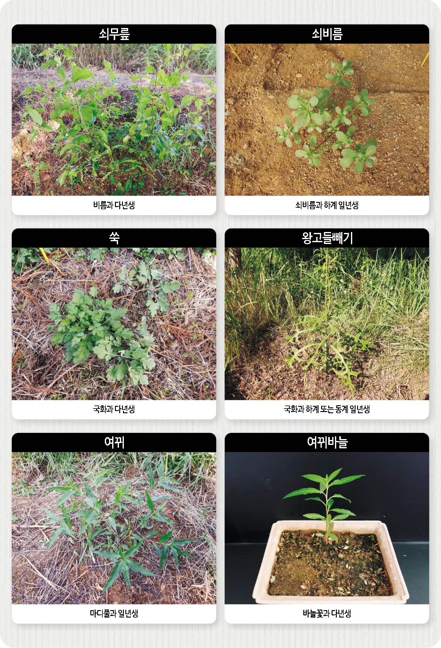 밭·과수원 주요잡초